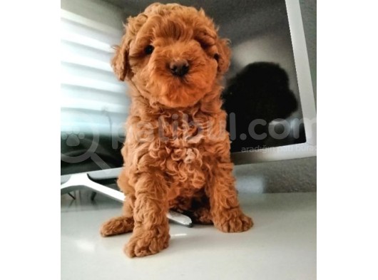 Mükemmel Toy Poodle Bebekler