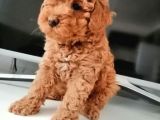 Mükemmel Toy Poodle Bebekler