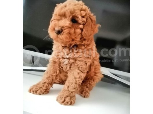 Mükemmel Toy Poodle Bebekler görsel