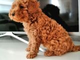 Mükemmel Toy Poodle Bebekler