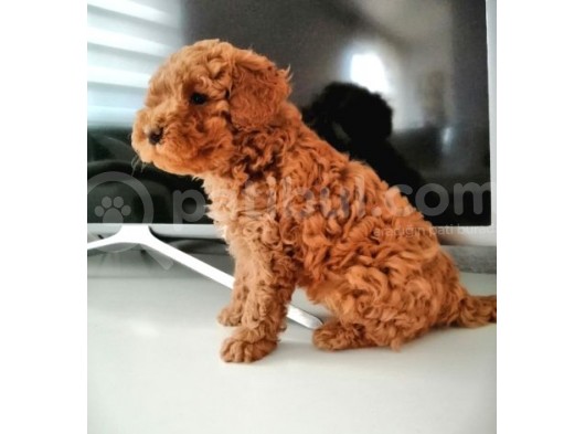 Mükemmel Toy Poodle Bebekler görsel