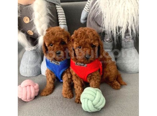 Anne Altından Toy Poodle Bebekler