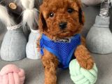Anne Altından Toy Poodle Bebekler