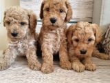 renk renk toy poodle bebekler