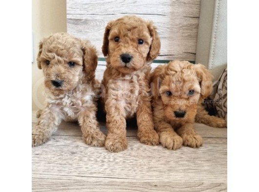 Renk Renk Toy Poodle Bebekler