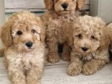 Renk Renk Toy Poodle Bebekler