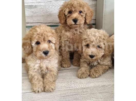 Renk Renk Toy Poodle Bebekler görsel