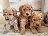 Renk Renk Toy Poodle Bebekler