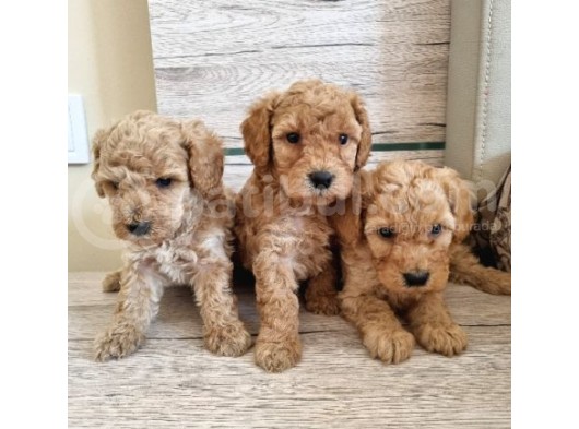Renk Renk Toy Poodle Bebekler görsel