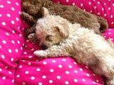 Renk Renk Toy Poodle Bebekler