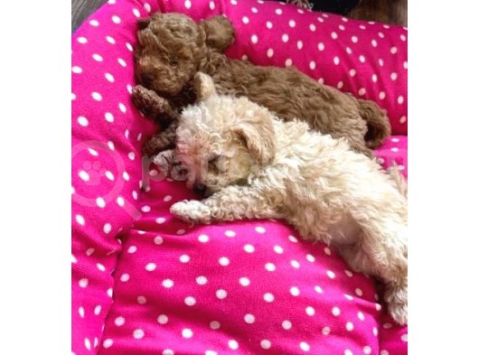 Renk Renk Toy Poodle Bebekler görsel