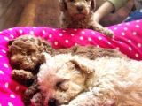 Renk Renk Toy Poodle Bebekler