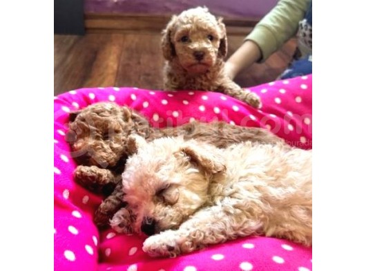 Renk Renk Toy Poodle Bebekler görsel