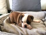 Petmode Köpek Çiftliğinden Englis Bulldog Erkek