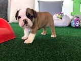 Petmode Köpek Çiftliğinden Englis Bulldog Erkek
