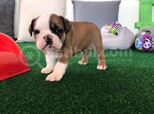 Petmode Köpek Çiftliğinden Englis Bulldog Erkek görsel