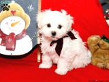 Maltesse Terrier Cinsi Güzel Yavrular 