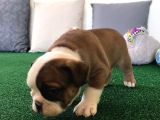 Petmode Köpek Çiftliğinden Englis Bulldog Erkek