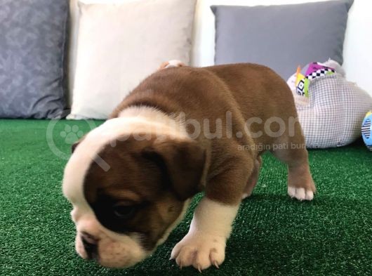 Petmode Köpek Çiftliğinden Englis Bulldog Erkek görsel