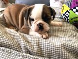 Petmode Köpek Çiftliğinden Englis Bulldog Erkek