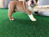 Petmode köpek çiftliğinden englis bulldog erkek