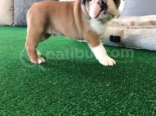 Petmode Köpek Çiftliğinden Englis Bulldog Erkek