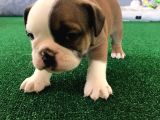 Petmode Köpek Çiftliğinden Englis Bulldog Erkek