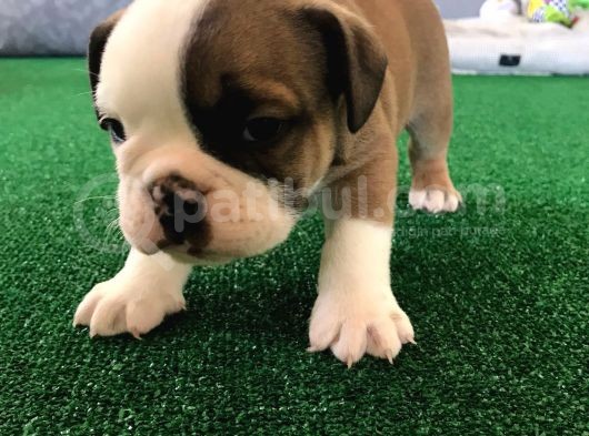 Petmode Köpek Çiftliğinden Englis Bulldog Erkek görsel
