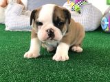 Petmode Köpek Çiftliğinden Englis Bulldog Erkek
