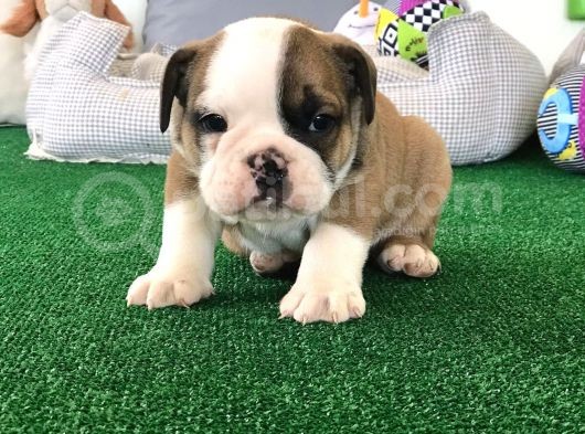 Petmode Köpek Çiftliğinden Englis Bulldog Erkek görsel