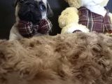 Üst Kali̇te Pug Yavrular
