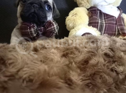 Üst Kali̇te Pug Yavrular görsel