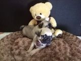 Üst Kali̇te Pug Yavrular