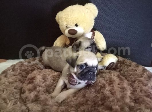 Üst Kali̇te Pug Yavrular görsel
