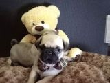 ÜST KALİTE PUG YAVRULAR