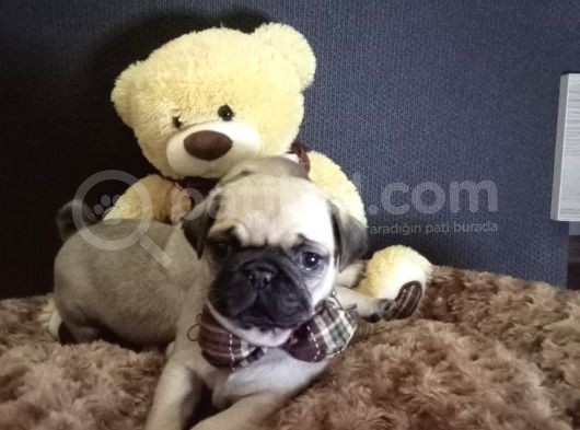 Üst Kali̇te Pug Yavrular
