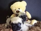 Üst Kali̇te Pug Yavrular
