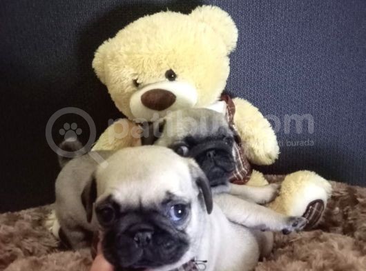 Üst Kali̇te Pug Yavrular görsel