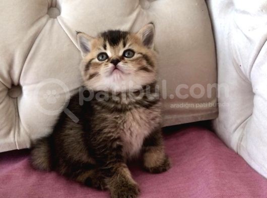 Muhteşem Mozaik British Shorthair