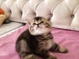 Muhteşem Mozaik British Shorthair