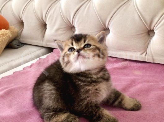 Muhteşem Mozaik British Shorthair görsel