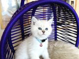 Secereli Anne Babadan British Shorthair Silver Point