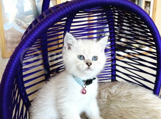 Secereli Anne Babadan British Shorthair Silver Point görsel