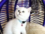 Secereli Anne Babadan British Shorthair Silver Point