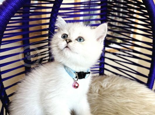 Secereli Anne Babadan British Shorthair Silver Point görsel