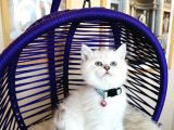 Secereli Anne Babadan British Shorthair Silver Point
