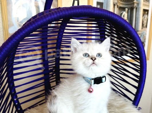 Secereli Anne Babadan British Shorthair Silver Point