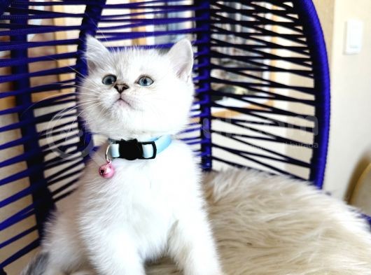 Secereli Anne Babadan British Shorthair Silver Point görsel