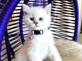 Secereli Anne Babadan British Shorthair Silver Point