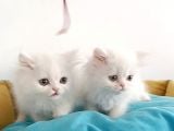 British Shorthair Erkek